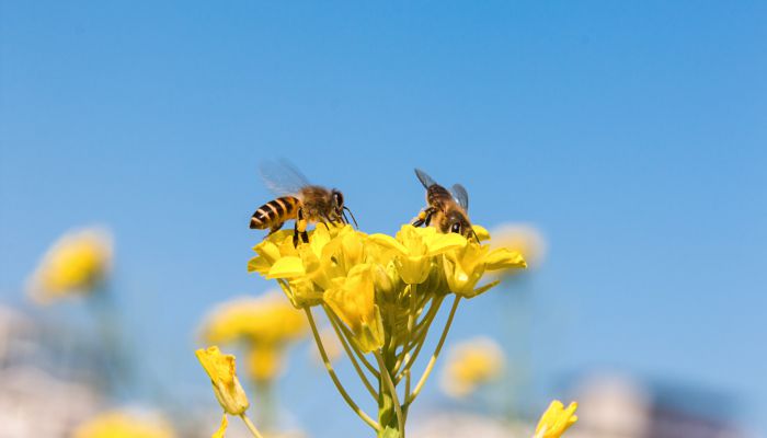 青海湖油菜花几月份开 油菜花的特点是什么